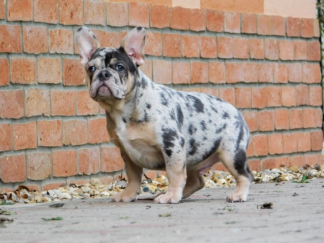 French Bulldog puppy for sale