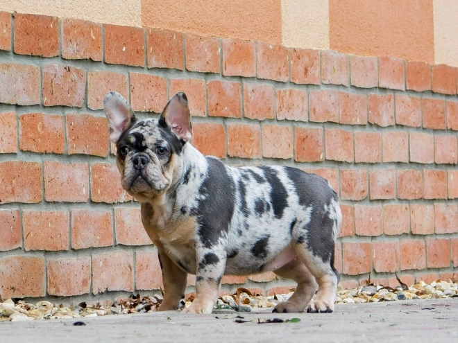 French Bulldog puppy for sale