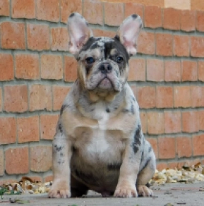 French Bulldog puppy for sale