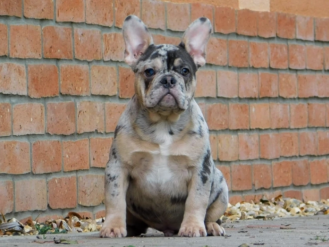 French Bulldog puppy for sale