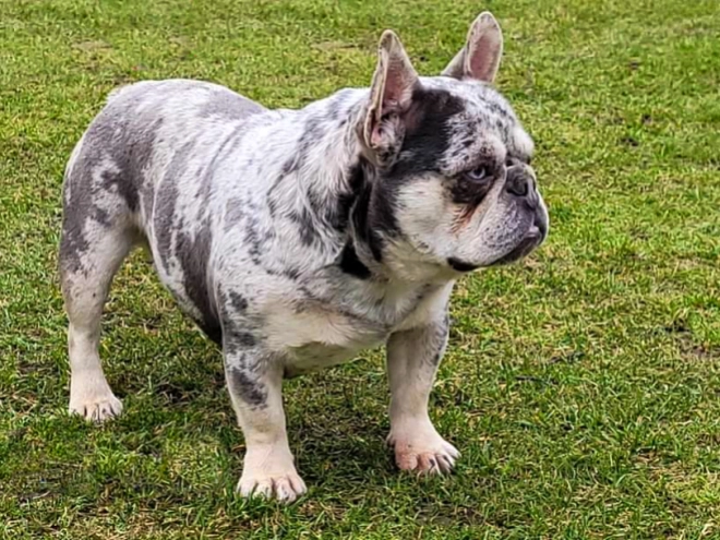 French Bulldog puppy for sale