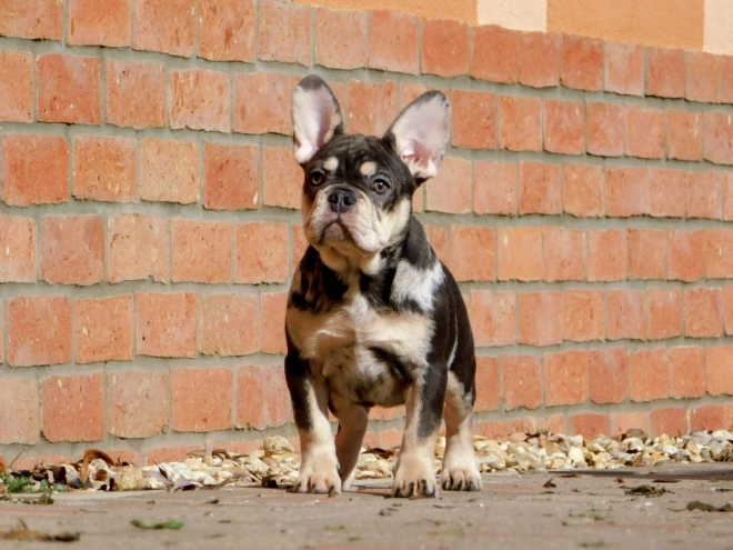French Bulldog puppy for sale