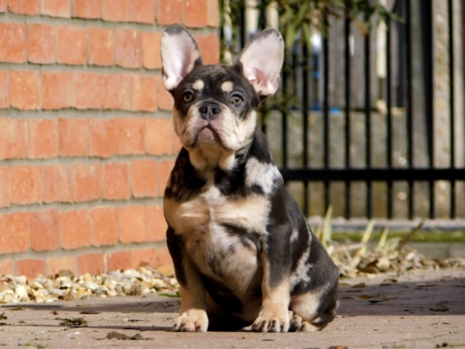 French Bulldog puppy for sale
