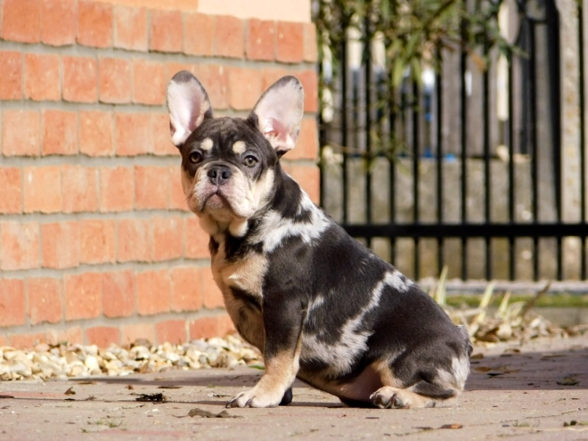 French Bulldog puppy for sale