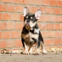Zoe, blue merle and tan Bulldog Francés en venta