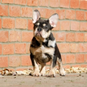 French Bulldog puppy for sale