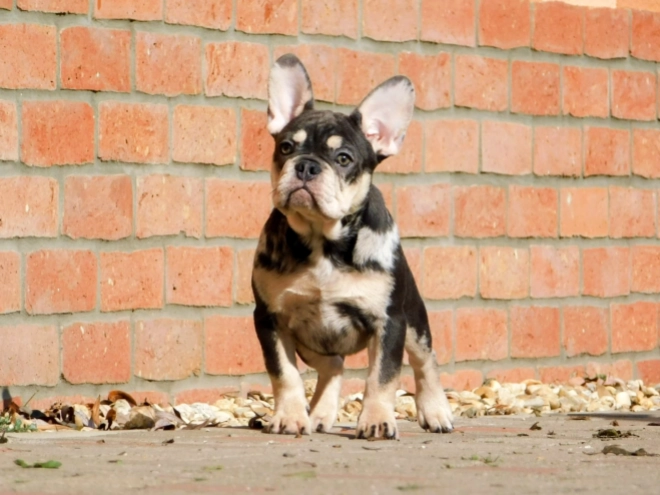 French Bulldog puppy for sale