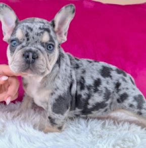 French Bulldog puppy for sale