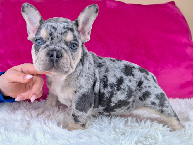 French Bulldog puppy for sale