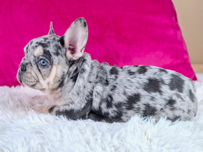 French Bulldog puppy for sale