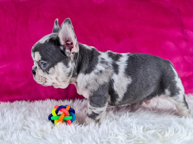 French Bulldog puppy for sale