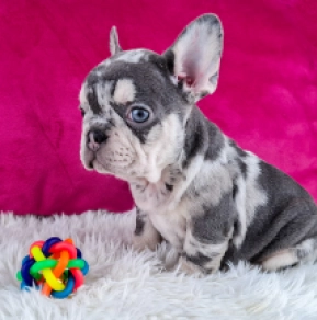 French Bulldog puppy for sale
