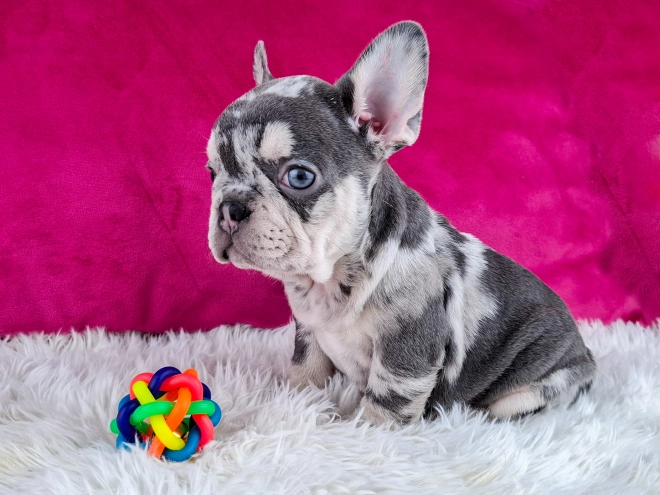 French Bulldog puppy for sale