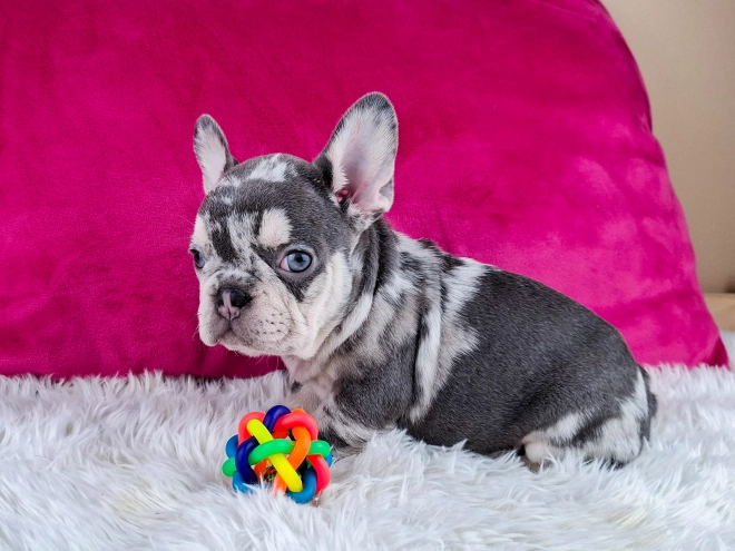 French Bulldog puppy for sale
