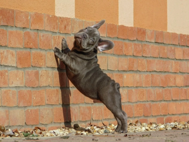 French Bulldog puppy for sale