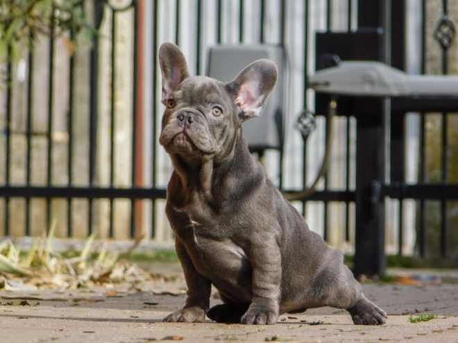 French Bulldog puppy for sale