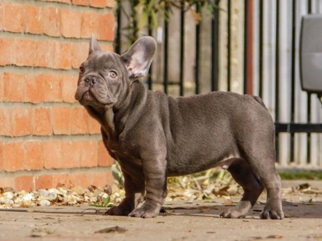 French Bulldog puppy for sale
