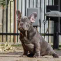 Zeus, blue Bulldog Francés en venta
