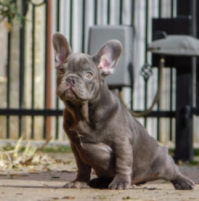 French Bulldog puppy for sale