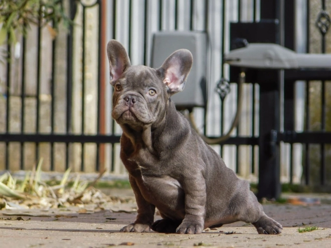 French Bulldog puppy for sale
