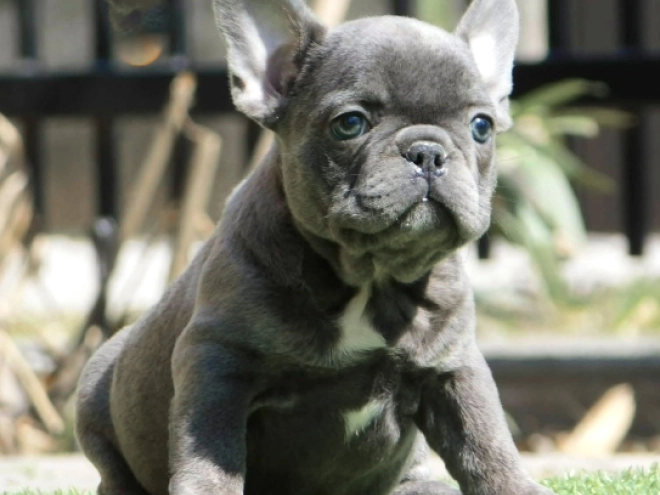 French Bulldog puppy for sale