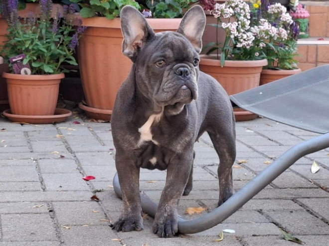 French Bulldog puppy for sale