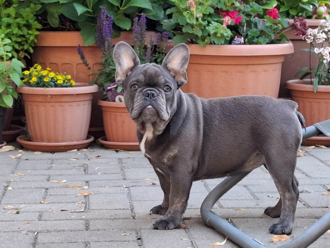 French Bulldog puppy for sale