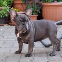 Cassie, blue French Bulldog for sale