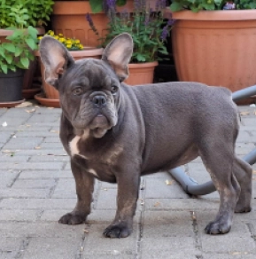 French Bulldog puppy for sale