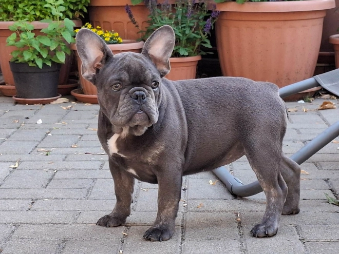 French Bulldog puppy for sale