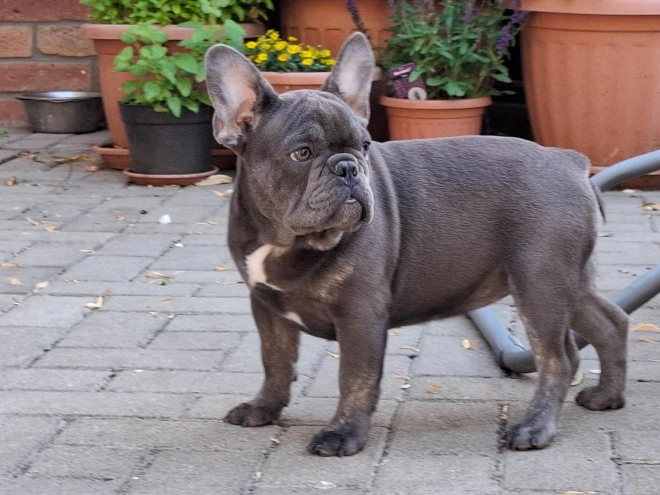 French Bulldog puppy for sale