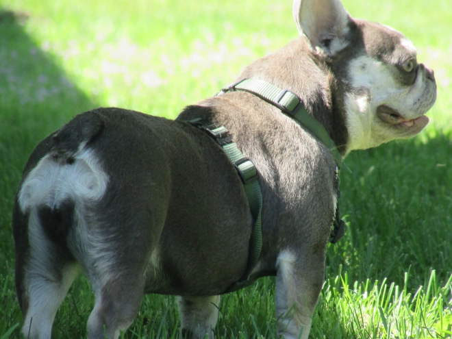 French Bulldog puppy for sale