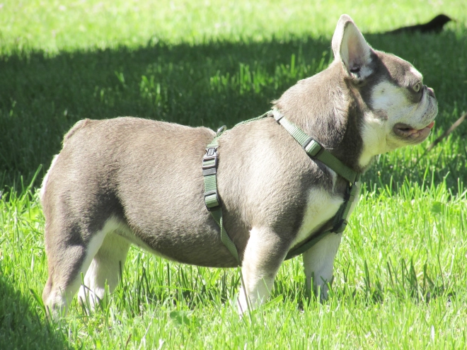 French Bulldog puppy for sale