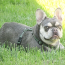 Emily, lilac and tan French Bulldog for sale