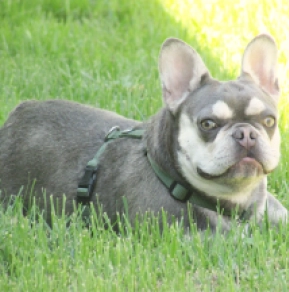 French Bulldog puppy for sale