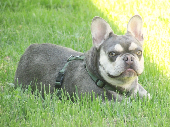 French Bulldog puppy for sale