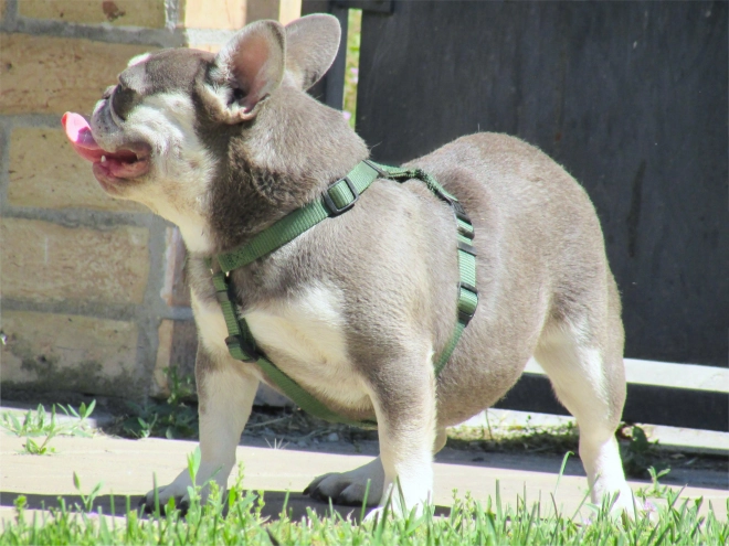 French Bulldog puppy for sale