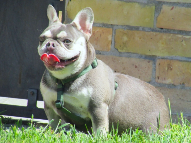 French Bulldog puppy for sale