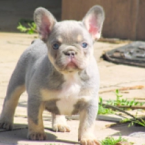 Renée Zellweger, blue and tan French Bulldog for sale