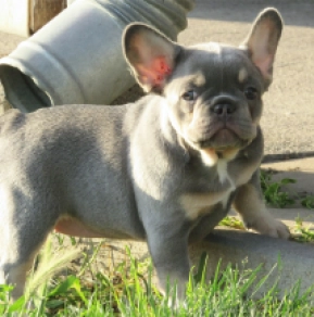 Französische Bulldogge Welpe kaufen