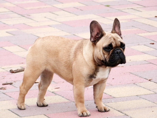 Perros Bulldog Francés en venta
