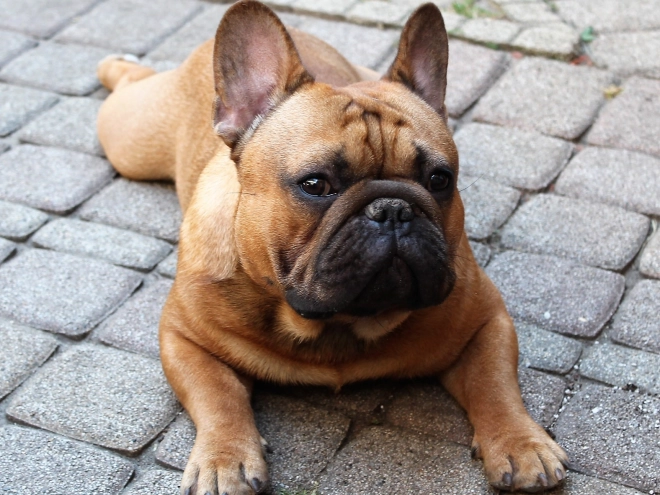 Perros Bulldog Francés en venta