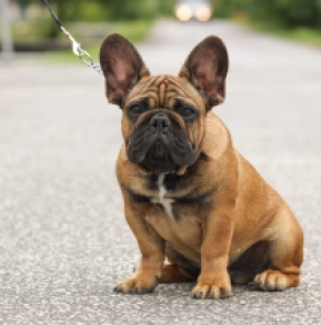 Bulldog Breeders Phoenix French Bulldogs Clearance Registered