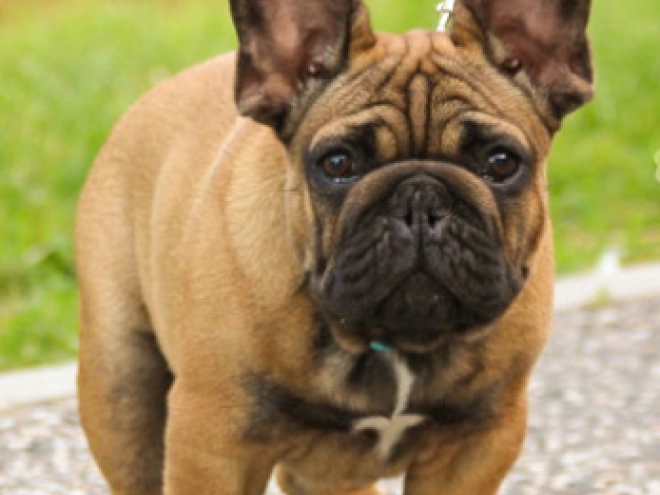 Perros Bulldog Francés en venta