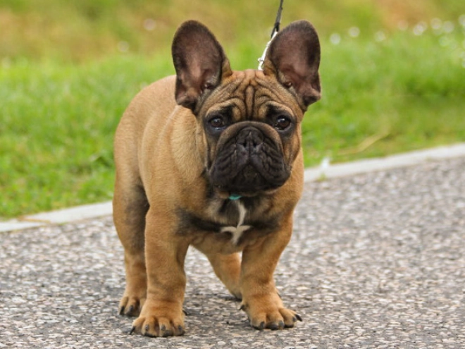 Perros Bulldog Francés en venta