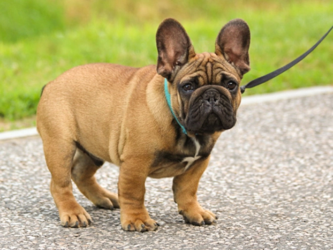 Perros Bulldog Francés en venta