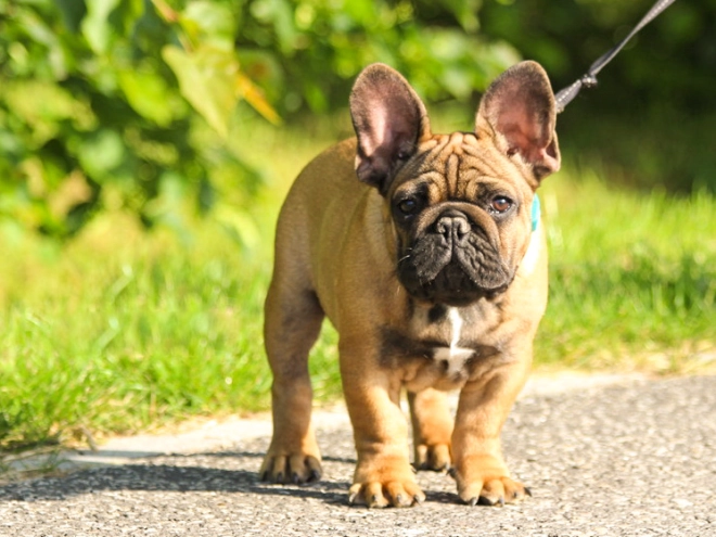 Perros Bulldog Francés en venta