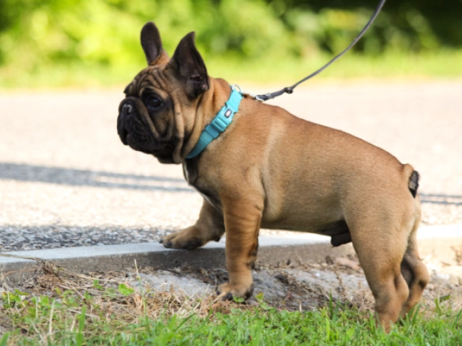 Perros Bulldog Francés en venta