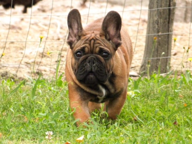 Perros Bulldog Francés en venta