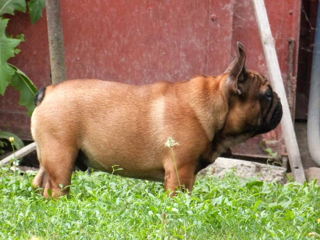 Perros Bulldog Francés en venta